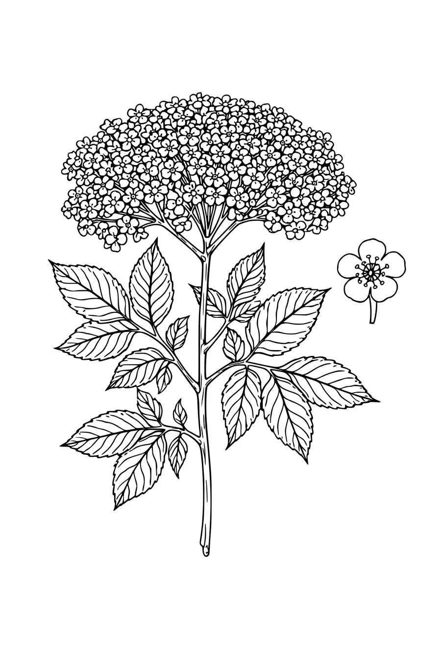 Coloring page of a botanical plate showing an elderflower branch with an enlarged floret