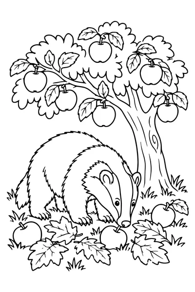 A badger sniffs among fallen apples and broad leaves beneath an orchard tree, all facial markings outlined and left white.