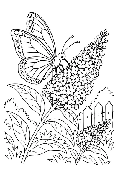 Ausmalbild: Schmetterling am Sommerflieder.