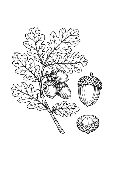 Kleurplaat van een botanische studie met eikenblad en eikels