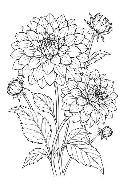 Coloriage: Dahlias sur une planche botanique.