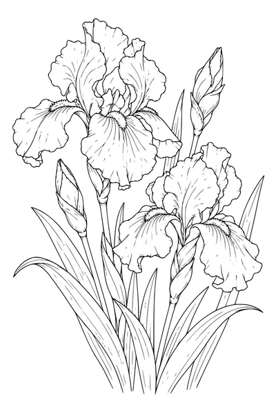 Coloriage: Iris sur une planche botanique.