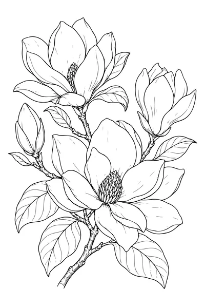 Coloriage: Magnolias sur une planche botanique.