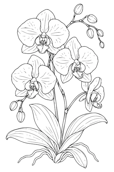 Coloriage: Orchidées sur une planche botanique.