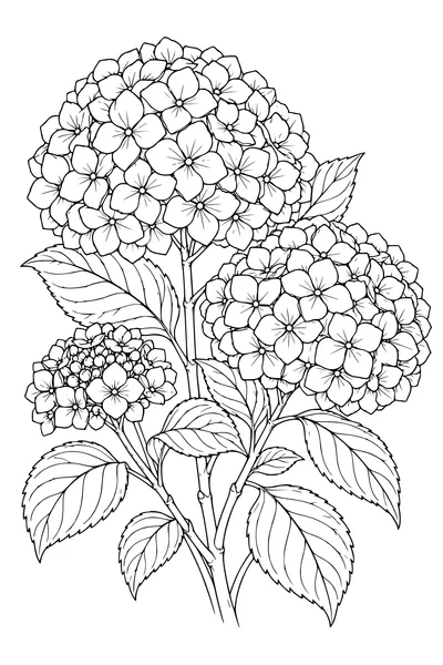 Coloriage: Hortensias sur une planche botanique.
