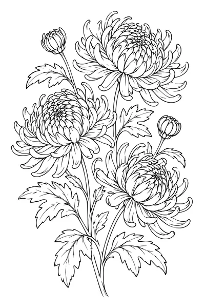 Coloriage: Chrysanthèmes sur une planche botanique.