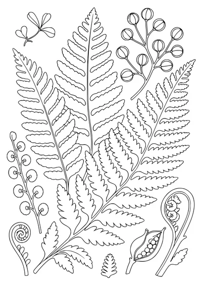 Ferns and seed pods coloring page — kostenloses Ausmalbild zum Ausdrucken
