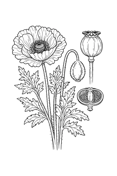 Kleurplaat van een botanische studie van de klaproos met doorsnede