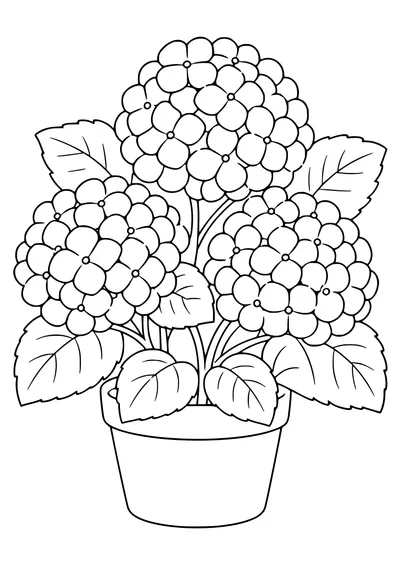 Hydrangeas coloring page