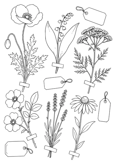Adult flower herbarium — kostenloses Ausmalbild zum Ausdrucken