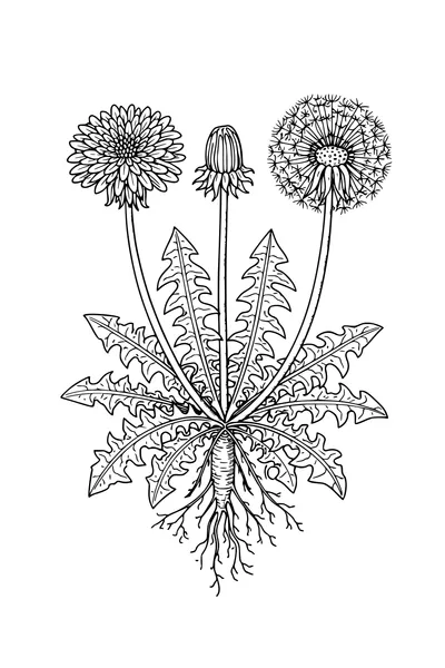 Coloring page of a botanical dandelion study in three stages