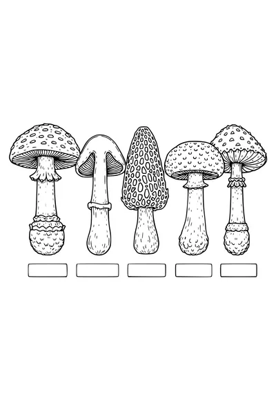 Kleurplaat van een botanische plaat met vijf paddenstoelen en een doorsnede