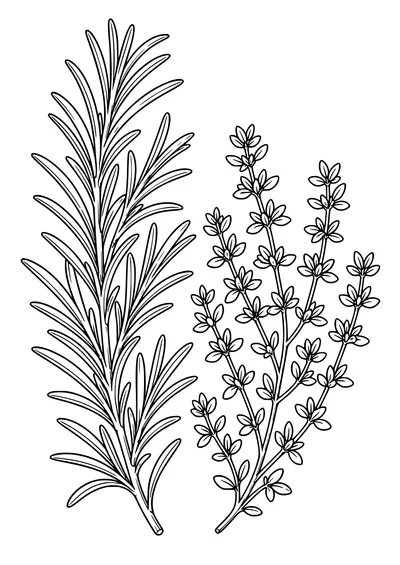 Coloring page of a botanical plate with rosemary and thyme sprigs