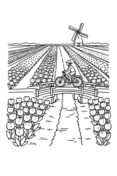 Coloring page of tulip fields in bands with a windmill and a cyclist