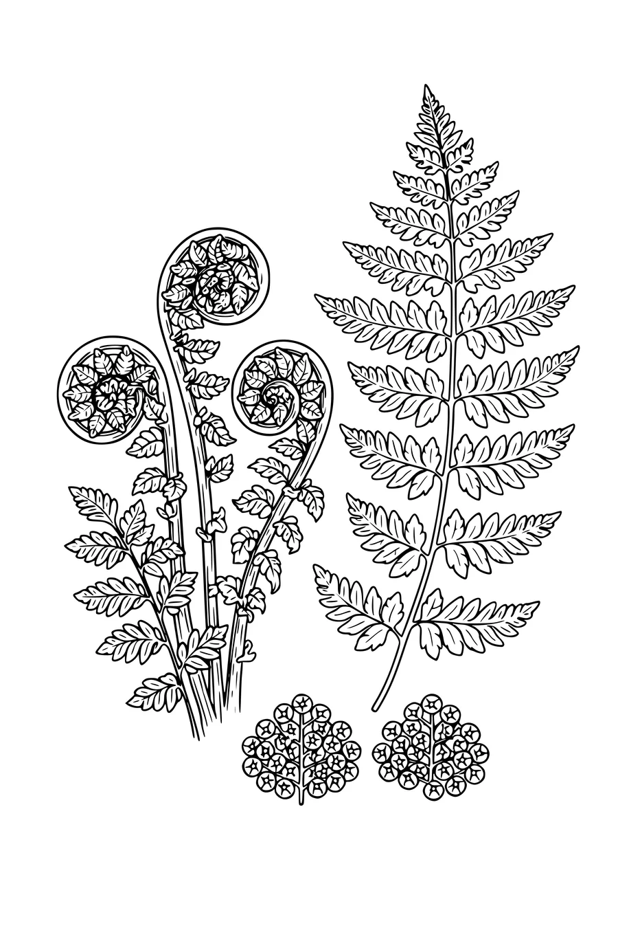Coloring page of a botanical fern study with unfurling fiddleheads