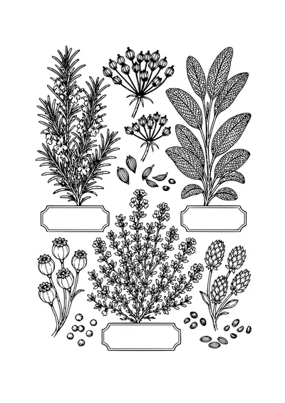 herbarium of herbs coloring page